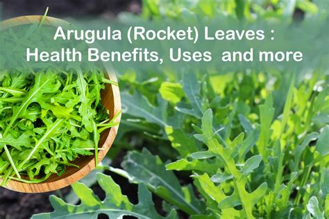 Arugula Rocket Leaves Health Benefits Uses And More Plants