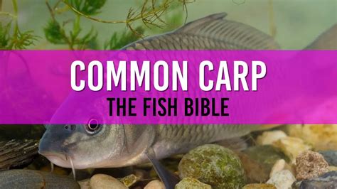 Common Carp Pond Fish: A Comprehensive Guide