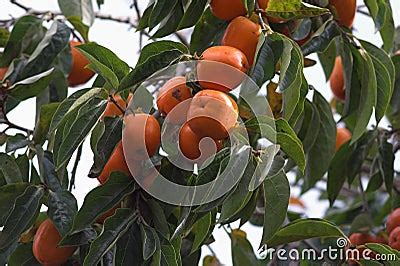 Kaki Tree Stock Image - Image: 1578291