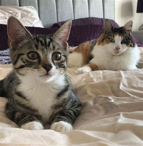 6 Life-Changing Reasons To Become A Feline Foster Hero