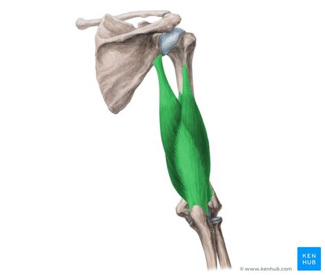 Triceps brachii muscle: Attachments, supply and functions | Kenhub