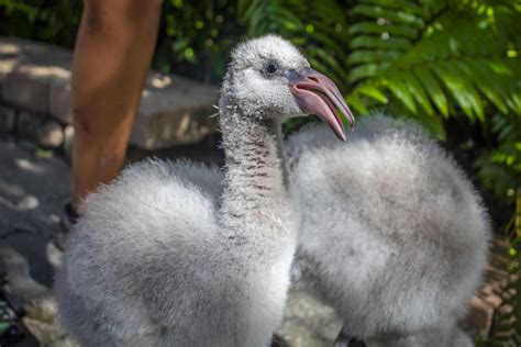 Why Are Flamingos Pink? - Parade Pets