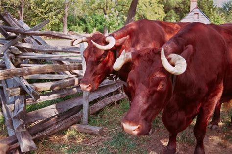 What Are the American Cow Breeds? | Petlife