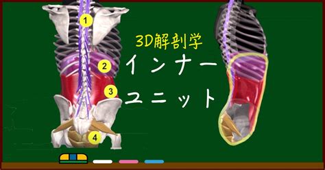 【インナーユニットとは？】正しいコア（体幹）トレーニング（鍛え方）のためのイラスト図解でわかりやすい筋肉解剖学