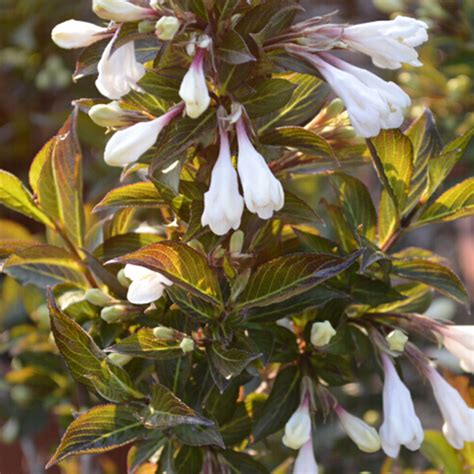 Weigela 'Black and White' – kontrastný ker pre moderné výsadby ...