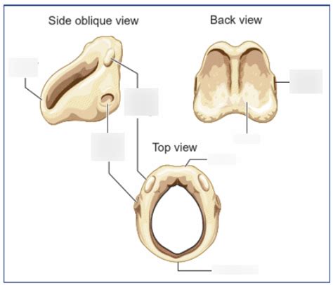 Cricoid Cartilage Anatomy Diagram | Quizlet