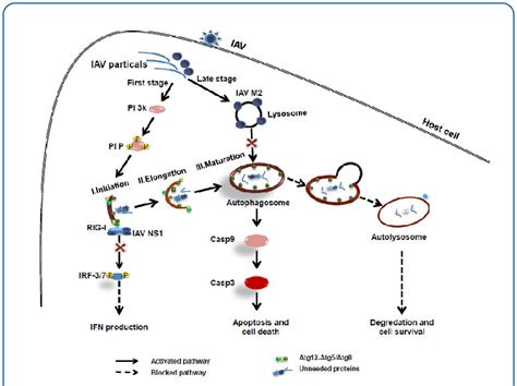 Schematic Representation Of Intracellular Signalling That Associated