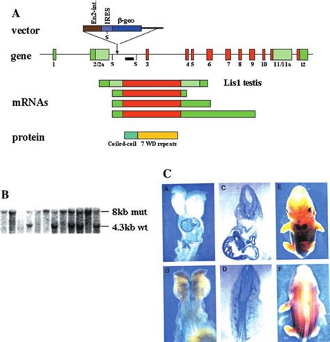 Scheme Illustrating The Organization Of The Lis Gene Its Various