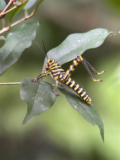 Extended Adventure: Sloths, Monkeys, and the Cathedral Trail - Updated