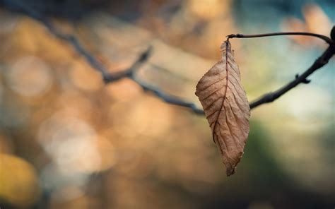 Wallpaper X Px Autumn Closeup Depth Field Leaves Macro