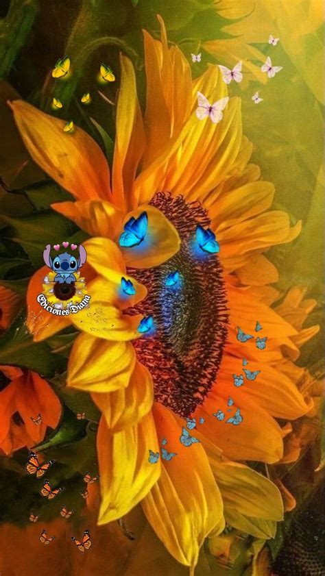 Diana Boos Board Sunflower Pictures Flower Wallpaper Sunflowers