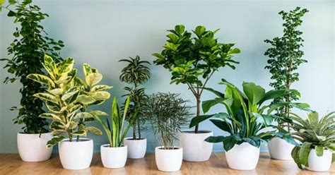 Plantas Que Fazem Sua Casa Vibrar Energia Positiva