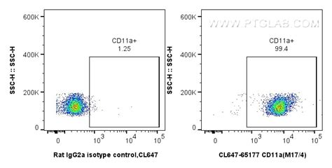 Cd A Antibody Cl Proteintech