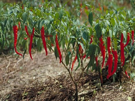 FMC Crop Solution Promises Healthy Chilli Crops with Higher Yield