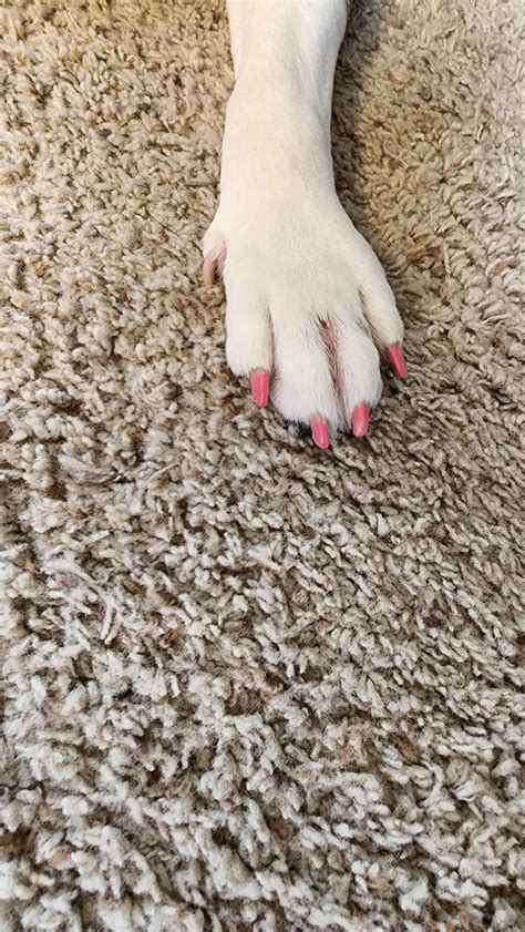 My dog has the prettiest of toe nails now 😍 He's the most prettiest boy now 🥹 : r/doggrooming