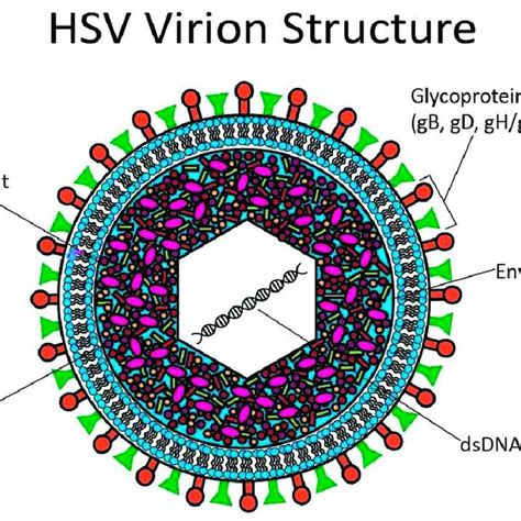 Hsv Virion Structure At The Center Of The Hsv Virion Is A Linear