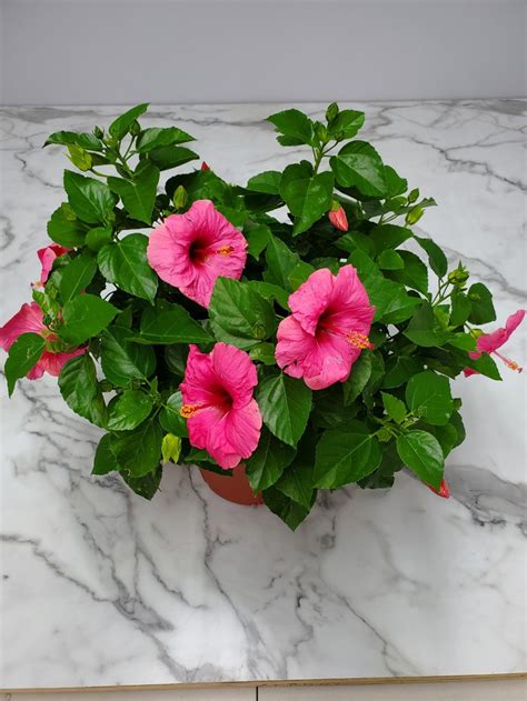 Flowering Hibiscus Plant Pink Cayman Yoder Dwarf Bush Live Etsy