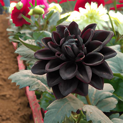Black Dahlia Flower Graphic · Creative Fabrica