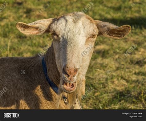 Bleating Goat Blue Image And Photo Free Trial Bigstock