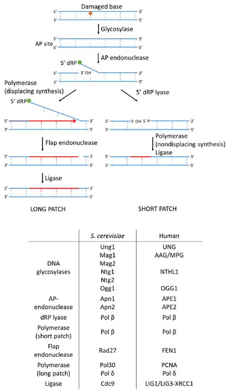 Mechanisms Of Base Excision Repair Ber Mismatch Repair Mmr And