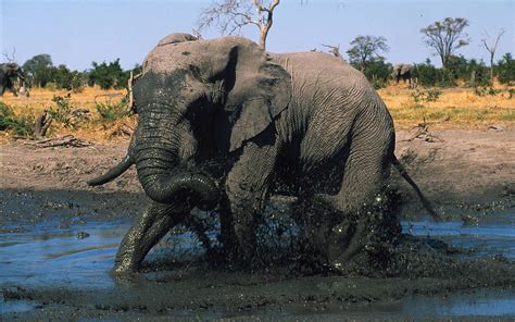 Elephant Conservation | WWF Kenya