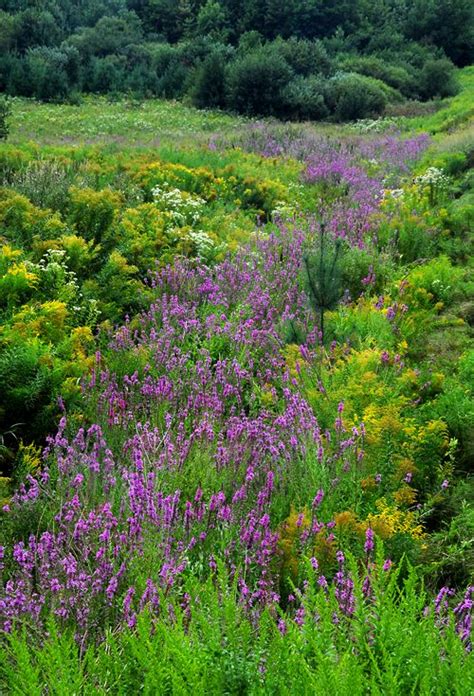 Wildflowers In Maine Wild Flowers Maine Flowers