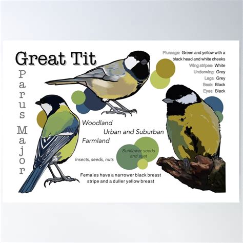 Great Tits Fact Sheet Poster Wall Art Modern Wall Decor For Living Room Bedroom X UNFRAMED