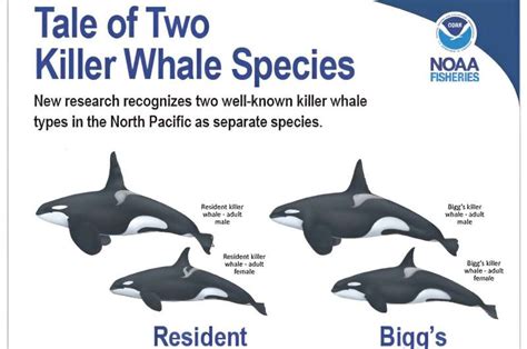 New Research Reveals Full Diversity Of Killer Whales As Two Species