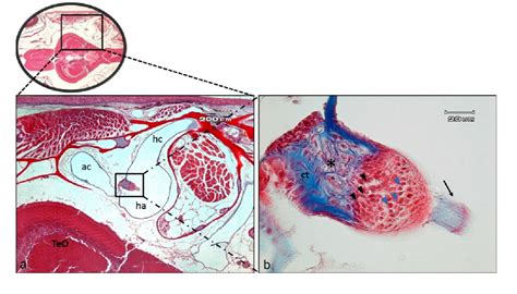 Figure From Expression And Localization Of Bdnf Trkb System In The