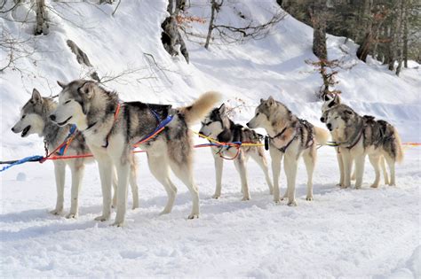 Balade En Chiens De Traineaux La Pierre St Martin