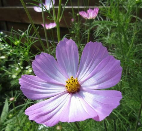 Solve Cosmea AKA Cosmos Flower Jigsaw Puzzle Online With 56 Pieces