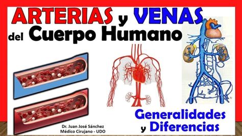 Las Venas Y Arterias Más Vitales Descubre Cuáles Son Las Rutas Principales Del Sistema