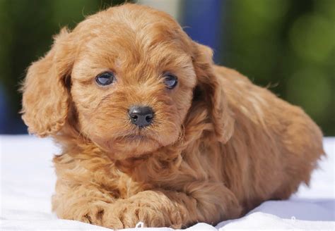 Cavoodle Puppies For Sale | Chevromist Kennels Puppies Australia