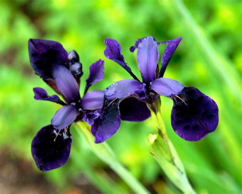 Iris chrysographes 'Just Around Midnight' bare roots — Buy black iris ...
