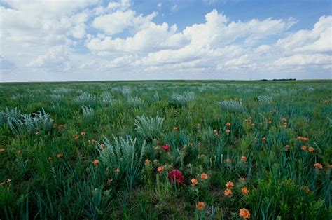 Shortgrass Sonnet Wildflowers In The Shortgrass Prairie Of Kimball