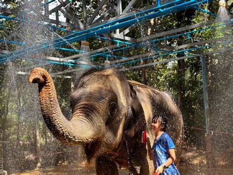 Elephant Sanctuary in Thailand: an unforgettable experience