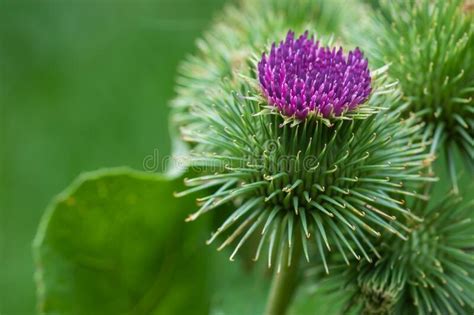 Greater Burdock Or Edible Burdock Flowers Arctium Lappa Stock Photo