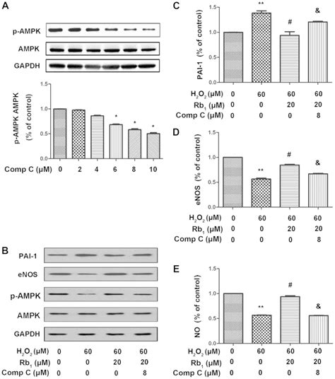 Ginsenoside Rb Reduces H O Induced Huvec Dysfunction By Stimulating