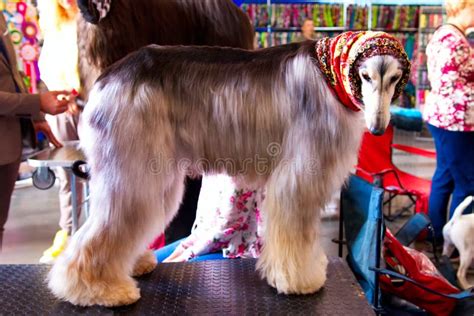 The Afghan Hound stock image. Image of hound, breed - 152147563