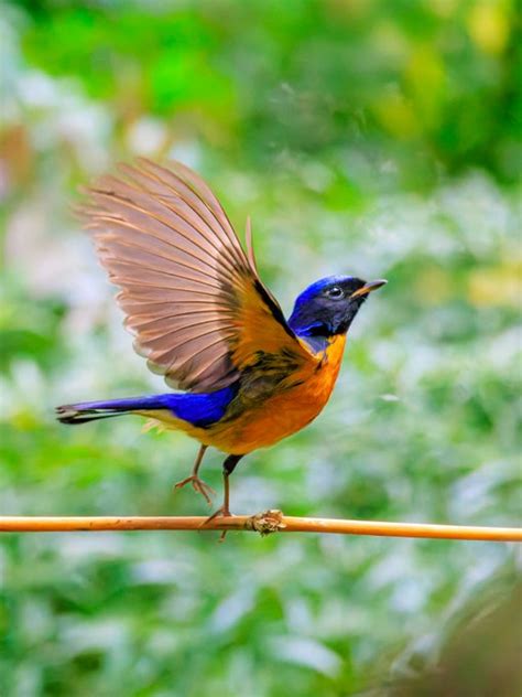 Zhang Meifang张美芳 on Twitter It s a species of bird in the family