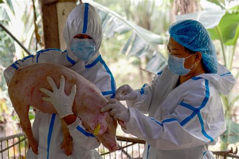 African Swine Fever Vaccine Trial Launched In Batangas