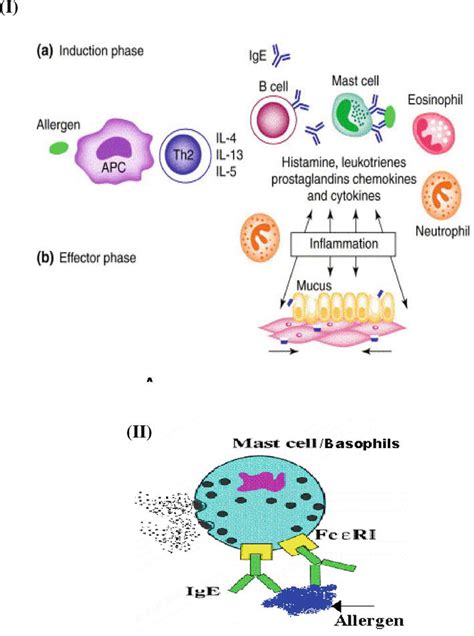 Immunological Basis For The Development Of Allergic Diseases Prevalence