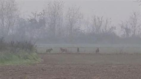 Silvano DOrba Avvistato Un Branco Di Sette Lupi Nelle Campagne