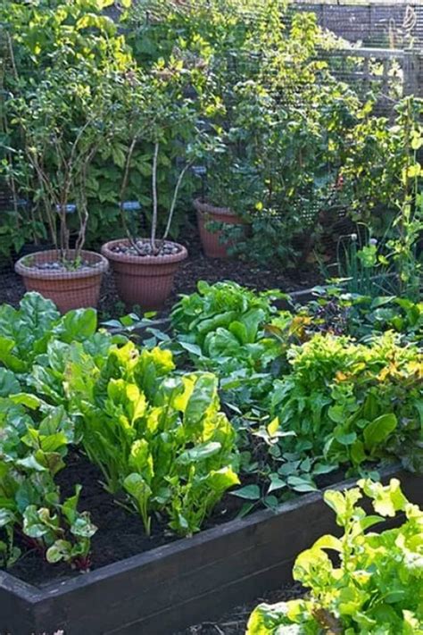 Moestuin Aanleggen De 5 Beste Tips Moestuin Achtertuin Moestuinen