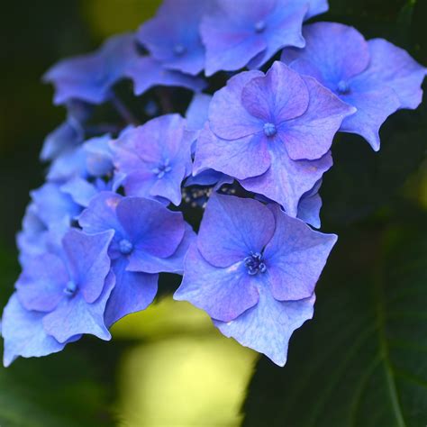 Hortensia Bleu Les Lixirs Floraux De Flora