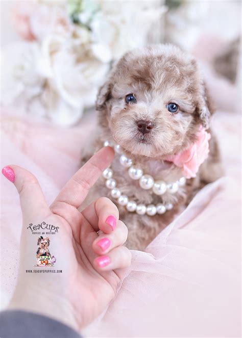 Red Toy Poodle Puppies Miami Teacup Puppies Boutique