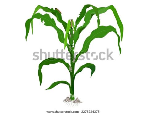 Field Damaged Crops Stock Photos - 175 Images | Shutterstock