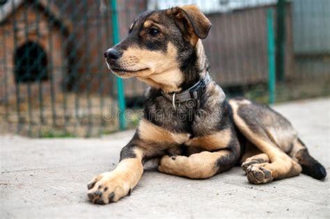 Homeless Dog in the Shelter. Dog Waiting for Adoption in Animal Shelter ...