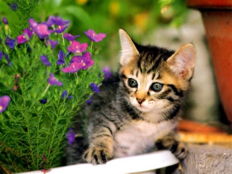 🔥 [50+] Wallpapers of Kittens | WallpaperSafari