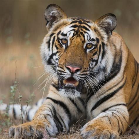 Learn about the mountains of the Western Ghats | WWF 